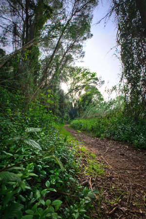 Magical green fairytale forest at sunset. Mystic atmosphere.の写真素材