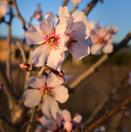 Beautiful floral background with blooming almonds at dusk time of the day.の写真素材