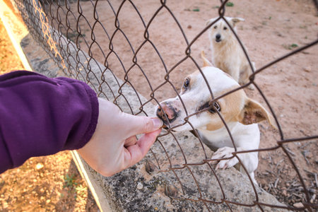 Abandoned cute dog behind bars. Hungry pet is asking for food.の写真素材