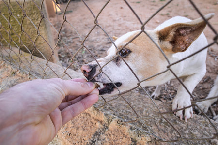 Abandoned cute dog behind bars. Hungry pet is asking for food.の写真素材