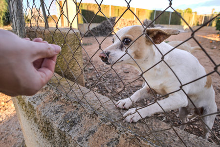 Abandoned cute dog behind bars. Hungry pet is asking for food.の写真素材