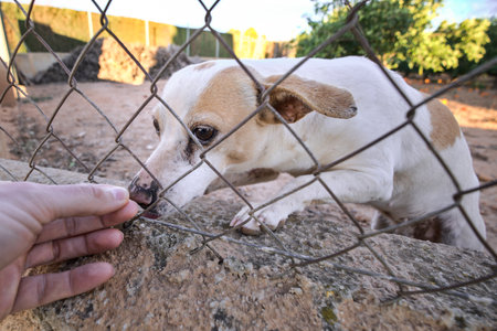 Abandoned cute dog behind bars. Hungry pet is asking for food.の写真素材