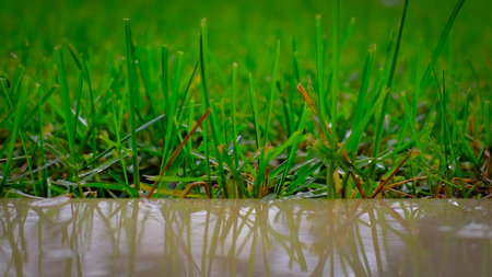Close up of a green grass while it is raining.の写真素材