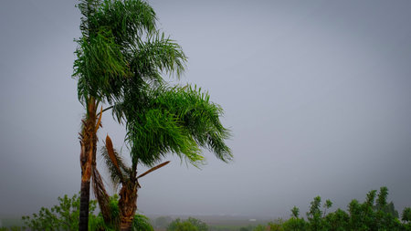 Slow motion video with hail on a green palm tree.の写真素材