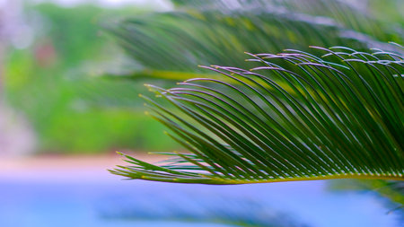 Palm leaves close up. Beautiful green nature in Spain.の写真素材