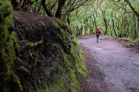 Beautiful green enchanted forest. Ancient woods. Magical teal rain forest.の写真素材