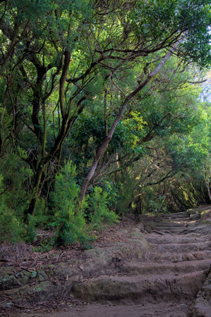 Beautiful green enchanted forest. Ancient woods. Magical teal rain forest.の写真素材