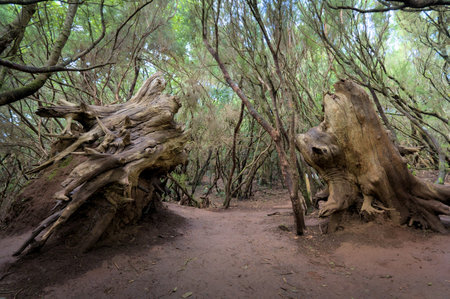 Beautiful green enchanted forest. Ancient woods. Magical teal rain forest.の写真素材