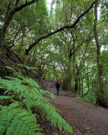 Beautiful green enchanted forest. Ancient woods. Magical teal rain forest.の写真素材