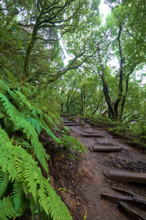 Beautiful green enchanted forest. Ancient woods. Magical teal rain forest.の写真素材