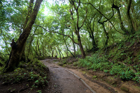 Beautiful green enchanted forest. Ancient woods. Magical teal rain forest.の写真素材