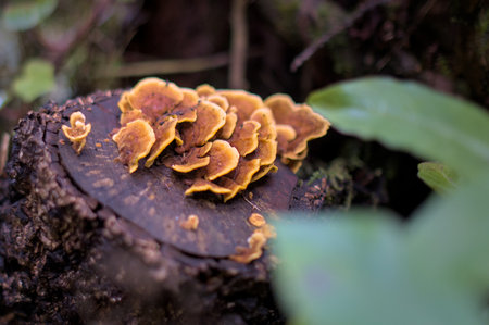 Close up of mushrooms in a green enchanted forest with a moss.の写真素材
