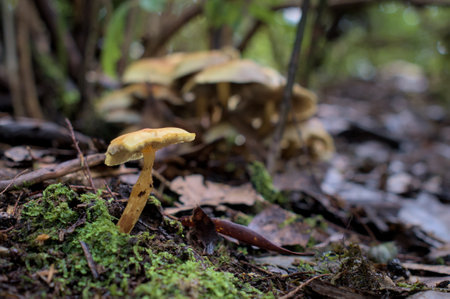 Close up of mushrooms in a green enchanted forest with a moss.の写真素材