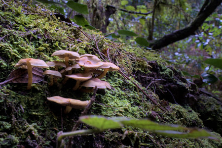 Close up of mushrooms in a green enchanted forest with a moss.の写真素材