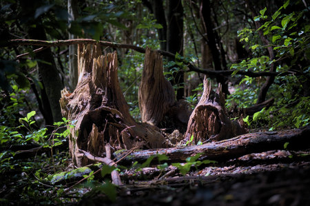 Beautiful green enchanted forest. Creepy figure in a forest.の写真素材