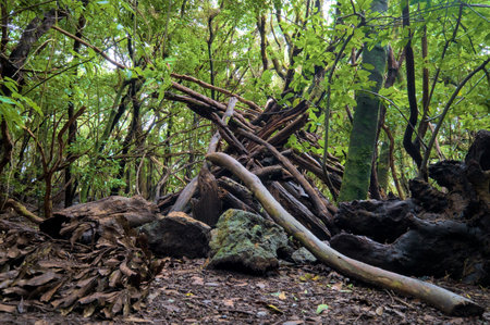 Beautiful green enchanted forest. Creepy figure in a forest.の写真素材