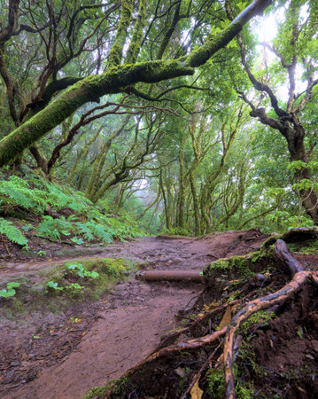 Beautiful green enchanted forest. Ancient woods. Magical teal rain forest.の写真素材