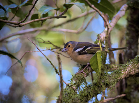 Chaffinch bird is sitting on a branch on a tree among leaves.の写真素材