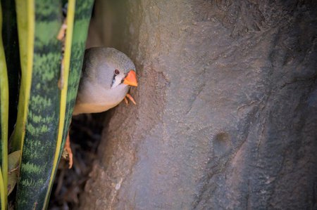 Zebra finches bird is sitting on a branch on a tree among leaves.の写真素材