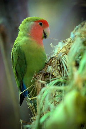 Rosy-faced lovebird parrot bird is sitting on a branch and building a nest.