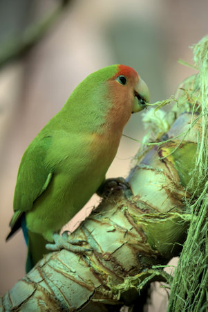Rosy-faced lovebird parrot bird is sitting on a branch and building a nest.の写真素材