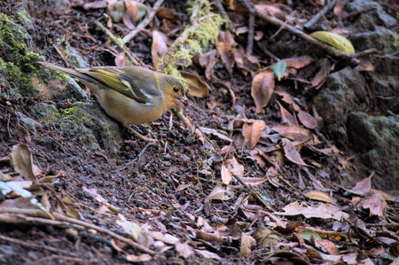 Video of a Common Chaffinch sitting on a ground in the woods.の写真素材