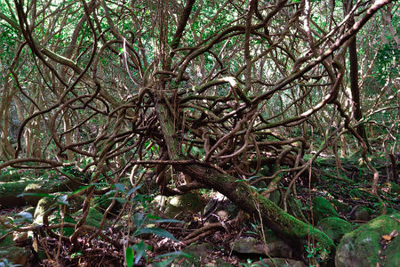 Beautiful green enchanted forest. Creepy branches in a forest.の写真素材