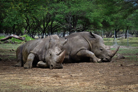 A white rhino, rhinoceros laying on a ground. Casela Park.の写真素材