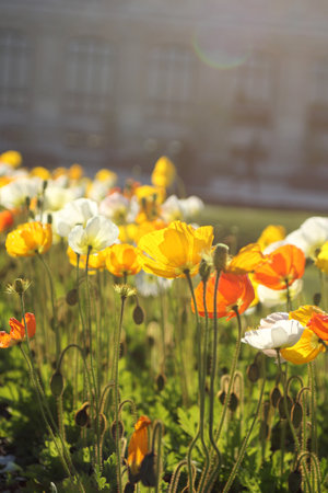 Nature background with poppy flower. Flowers Red orange poppies blossom.の写真素材