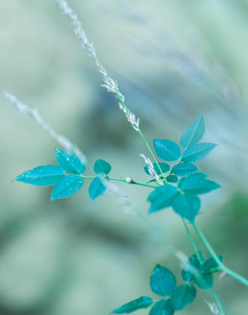 This photo showcases a close-up of vibrant green leaves.の写真素材