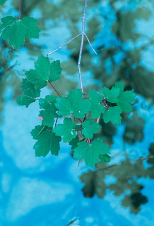 This photo showcases a close-up of vibrant green leaves.の写真素材