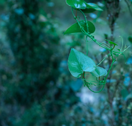 This photo showcases a close-up of vibrant green leaves.の写真素材