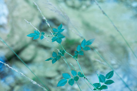 This photo showcases a close-up of vibrant green leaves.の写真素材