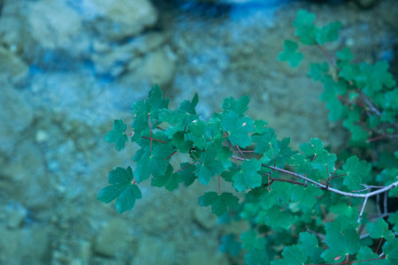 This photo showcases a close-up of vibrant green leaves.の写真素材