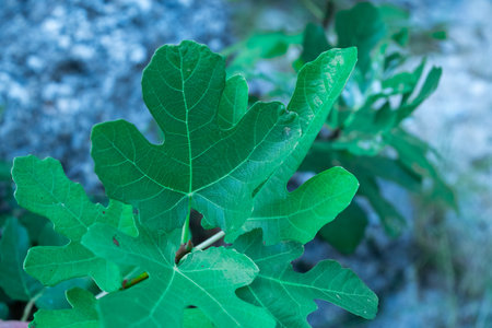 This photo showcases a close-up of vibrant green leaves.の写真素材