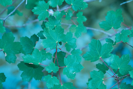 This photo showcases a close-up of vibrant green leaves.の写真素材