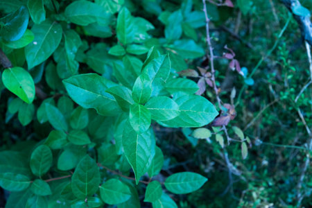 This photo showcases a close-up of vibrant green leaves.の写真素材