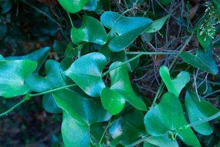 This photo showcases a close-up of vibrant green leaves.の写真素材
