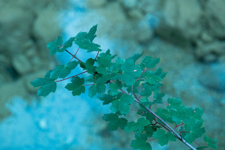 This photo showcases a close-up of vibrant green leaves.の写真素材