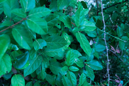 This photo showcases a close-up of vibrant green leaves.の写真素材