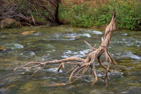 This photo captures the serenity of a branch resting in river water.の写真素材