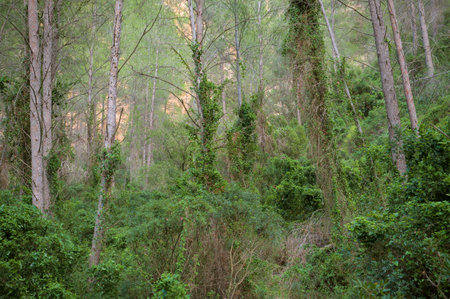 The image shows a dense forest with tall trees and thick undergrowth.