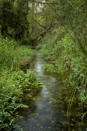 A serene forest stream winds through lush greenery.の写真素材
