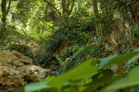 A dense forest scene with lush green vegetation.の写真素材