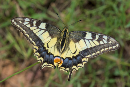 This image shows a close-up of an Old World Swallowtail butterfly.の写真素材