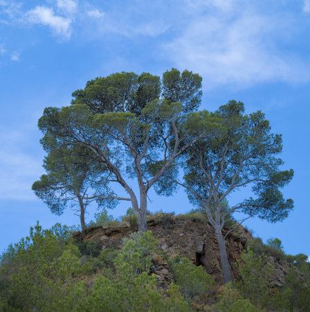 Tall pine trees standing atop a rocky hill under a bright blue sky with light clouds.の写真素材