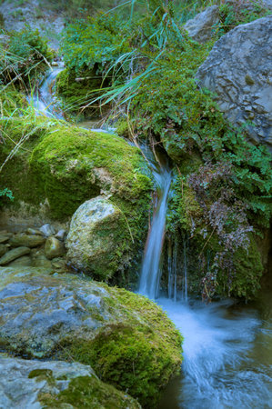 A serene forest stream flows gently over moss-covered rocks.の写真素材