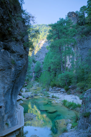 A serene mountain stream flows through a lush forested canyon.の写真素材