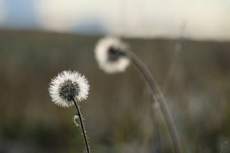 Delicate dandelion seed head in soft focus, standing against a blurred natural background.