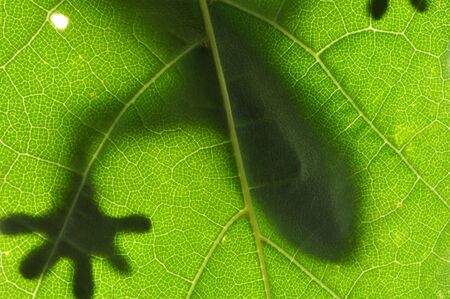 Lizard on Leafの写真素材